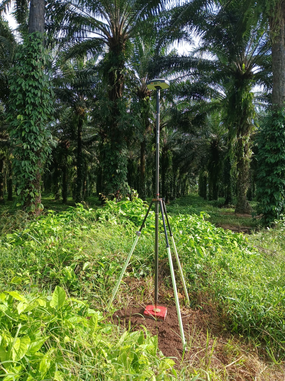 Instalación de mojón geodésico con GNSS en plantación de palma, zona rural de Nicaragua